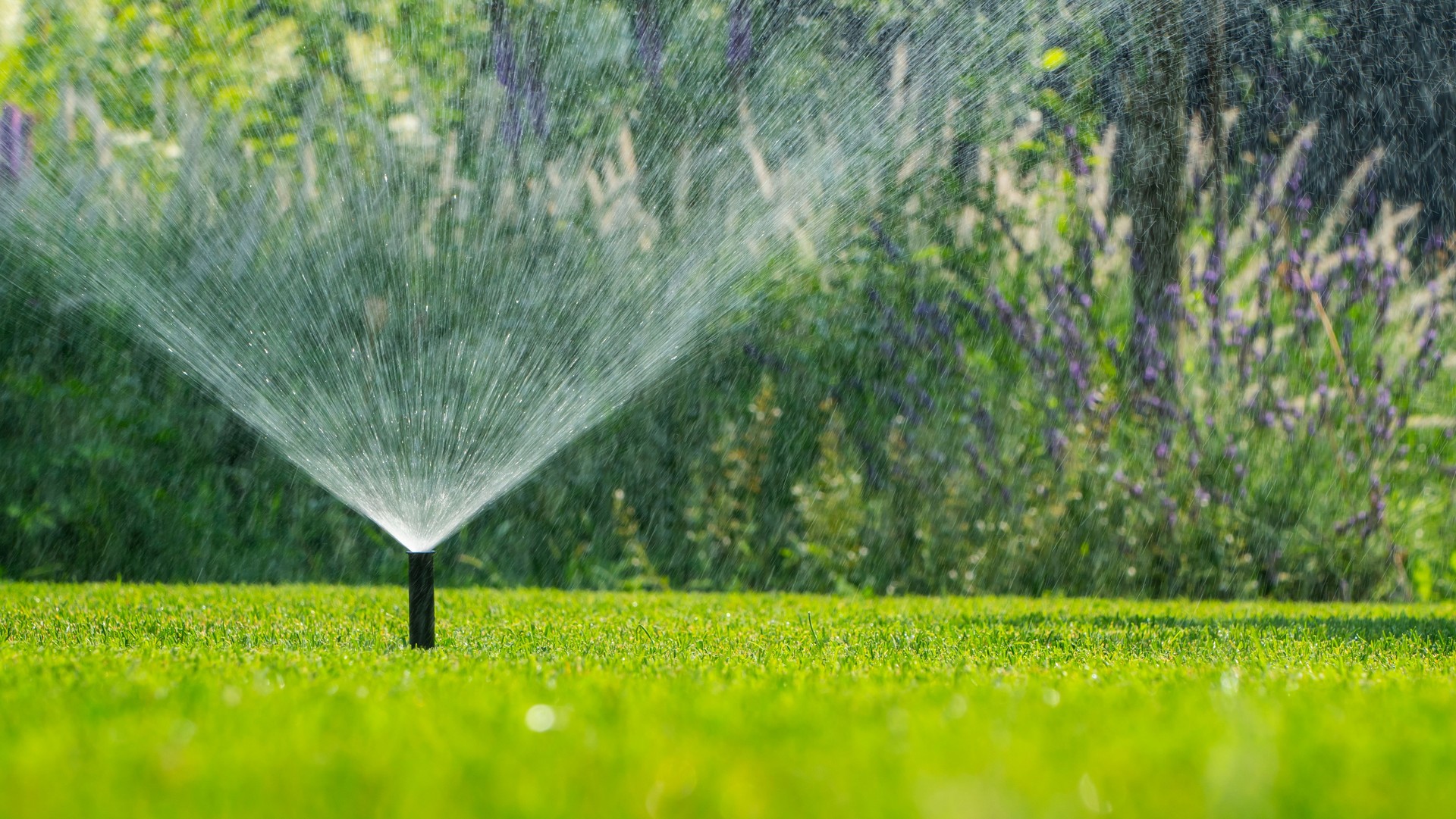 Garden sprinkler spraying water on a green lawn, with lush greenery in the background